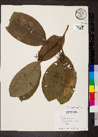 Palicourea racemosa image