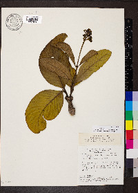 Palicourea rigida image