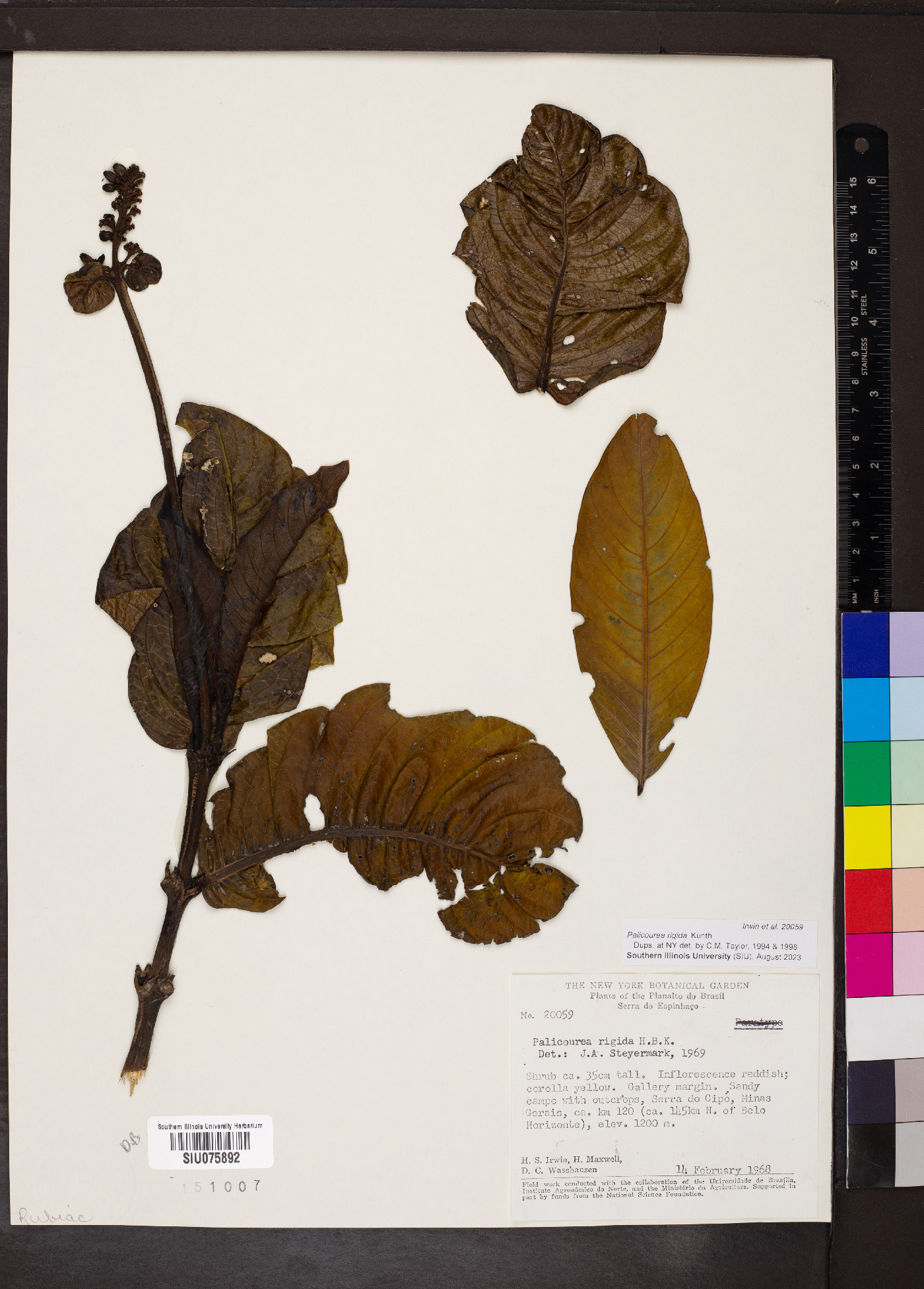 Palicourea rigida image