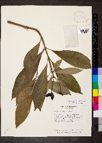 Palicourea tetragona image