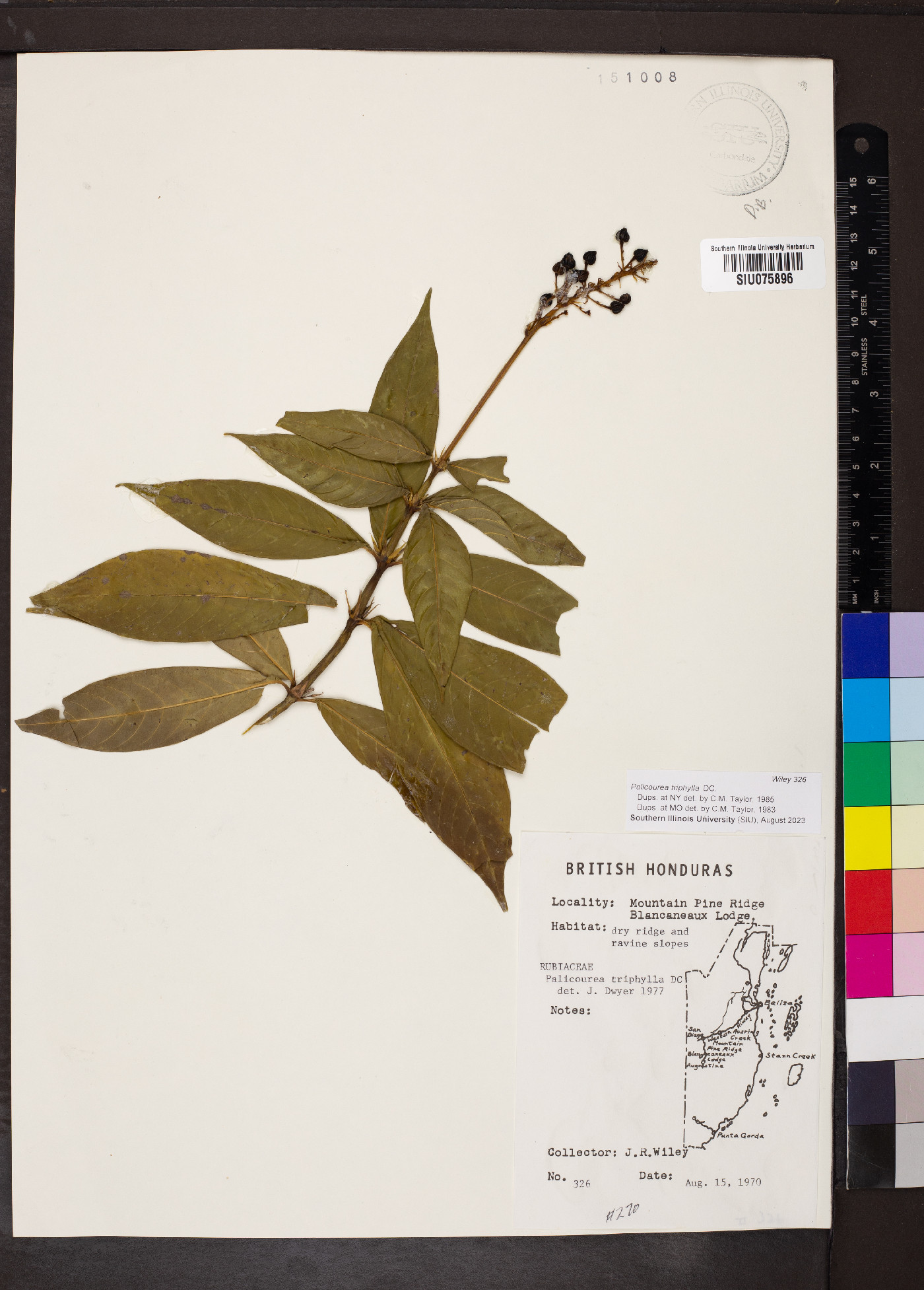 Palicourea triphylla image