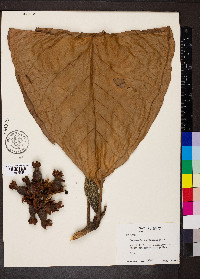 Pentagonia macrophylla image