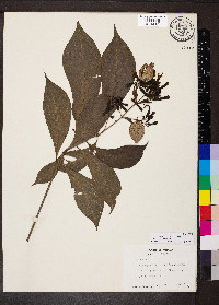 Pogonopus exsertus image