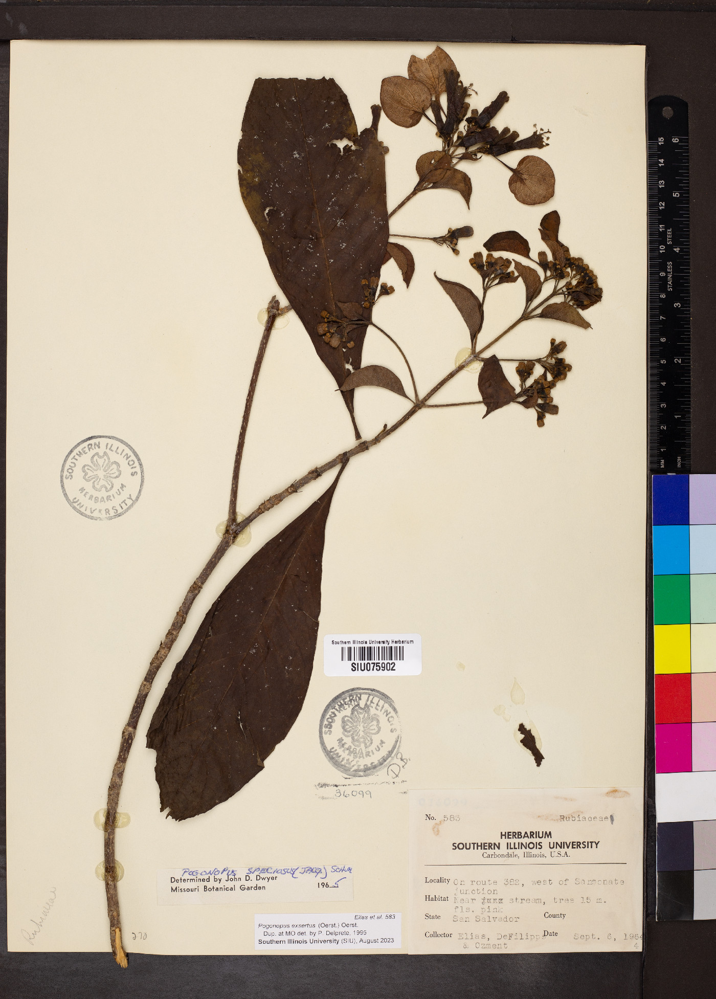 Pogonopus exsertus image