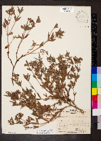 Pomax umbellata image