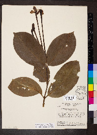 Posoqueria latifolia image