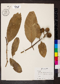 Posoqueria latifolia image