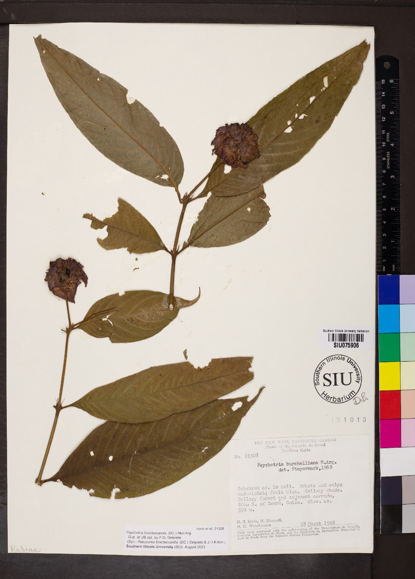 Psychotria bracteocardia image