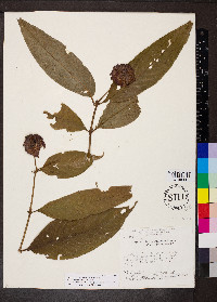 Psychotria bracteocardia image