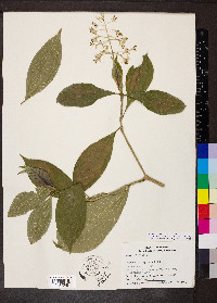 Psychotria capitata image