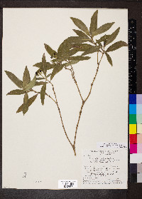 Psychotria capitata image