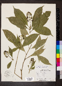 Psychotria capitata image