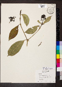 Psychotria capitata image