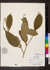 Psychotria capitata image