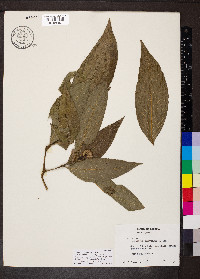 Psychotria capitata image
