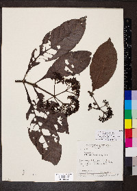 Psychotria carthagenensis image
