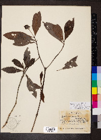 Psychotria carthagenensis image