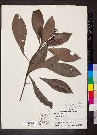 Psychotria carthagenensis image