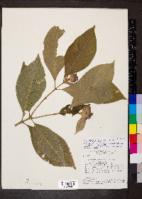 Psychotria colorata image