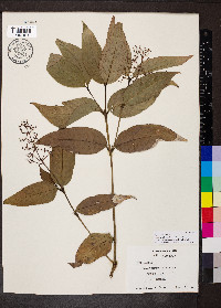 Psychotria deflexa image