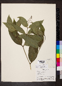 Psychotria deflexa image