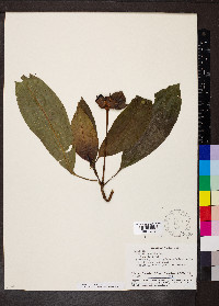 Psychotria elata image