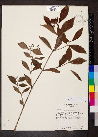 Psychotria fruticetorum image