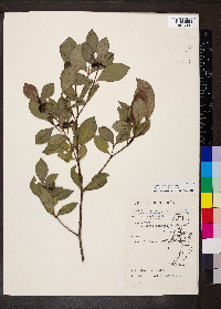 Psychotria fruticetorum image
