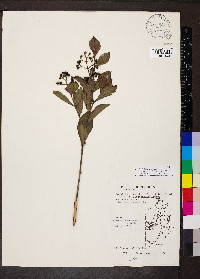 Psychotria fruticetorum image