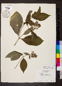 Psychotria hebeclada image