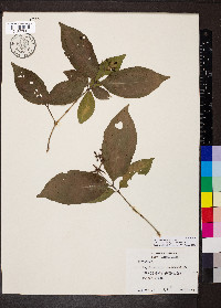 Psychotria horizontalis image