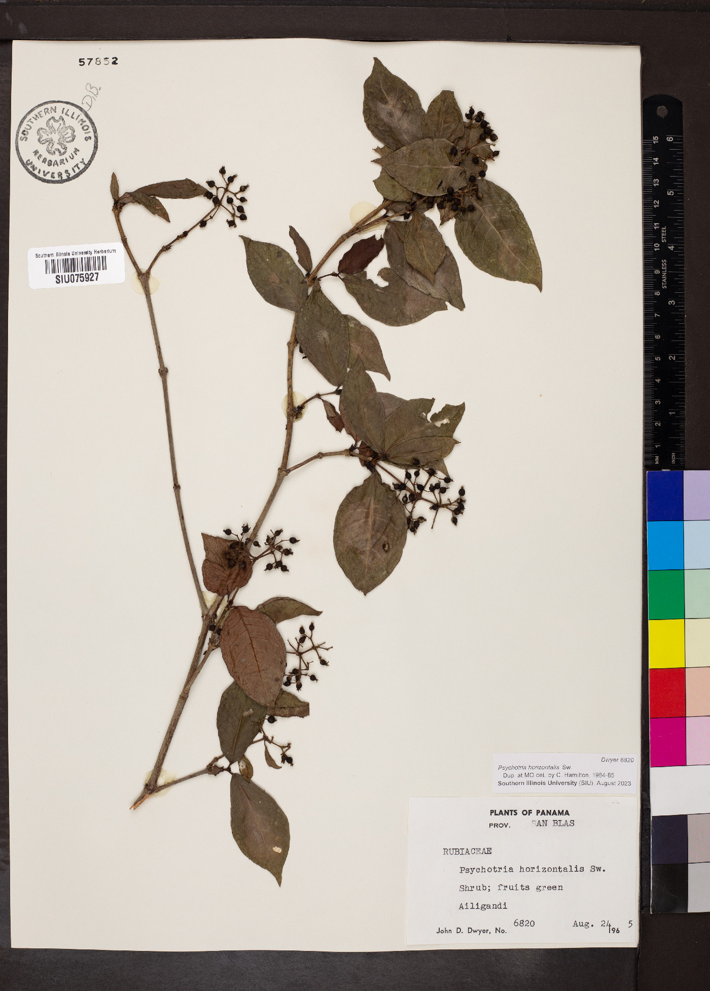 Psychotria horizontalis image