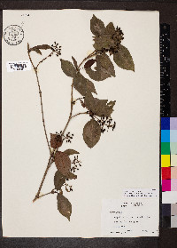 Psychotria horizontalis image