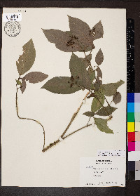 Psychotria horizontalis image