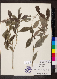 Psychotria horizontalis image