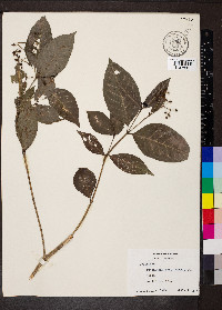 Psychotria horizontalis image
