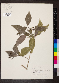 Psychotria horizontalis image
