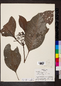 Psychotria limonensis image