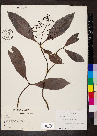 Psychotria marginata image