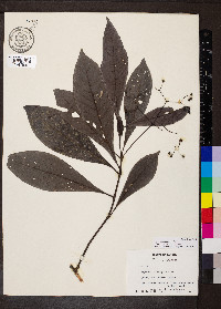 Psychotria marginata image