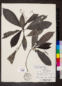 Psychotria marginata image