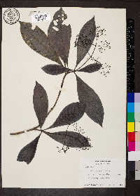 Psychotria marginata image
