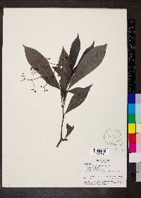 Psychotria marginata image