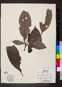 Psychotria mexiae image