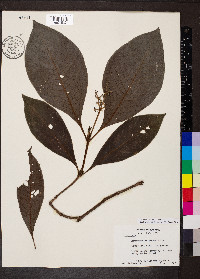 Psychotria micrantha image