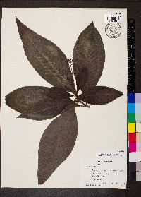 Psychotria micrantha image