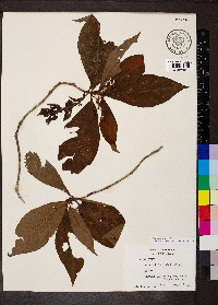 Psychotria nervosa image