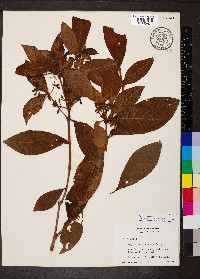 Psychotria nervosa image