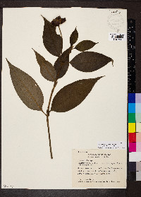 Psychotria poeppigiana image