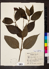 Psychotria poeppigiana image